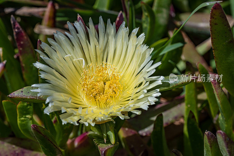 Carpobrotus edulis是一种匍匐植物，在Carpobrotus属中有多肉的叶子，原产于南非。它的常见名称包括霍屯督无花果、酸无花果、冰植物或公路冰植物。加州索诺玛海岸州立公园的山羊岩地区